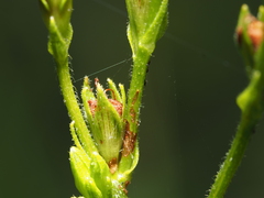 Hypericum setosum, photograph (c) carter, some rights reserved (CC BY)