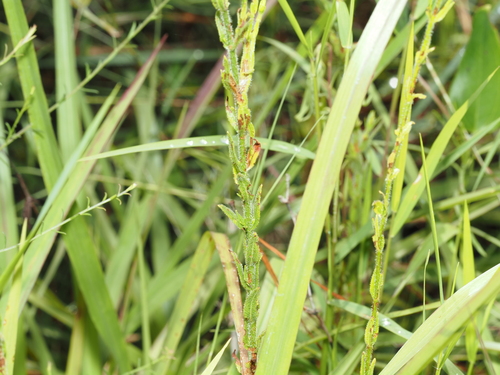 Hypericum setosum, photograph 5