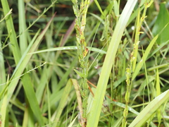 Hypericum setosum, photograph (c) carter, some rights reserved (CC BY)