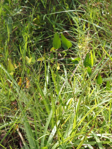 Hypericum setosum, photograph 6