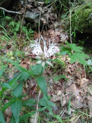 Monarda russeliana