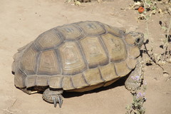 Chelonoidis chilensis