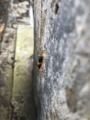 Paryphes