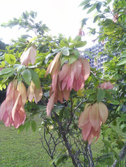 Brownea coccinea coccinea