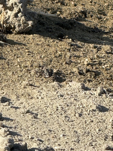 Wetsalts Tiger Beetle