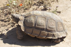 Chelonoidis chilensis