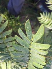 Albizia inundata