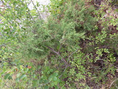 Juniperus maritima