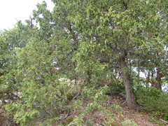Juniperus maritima
