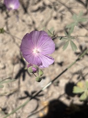 Sidalcea glaucescens, photograph (c) graham_coop, some rights reserved (CC BY)