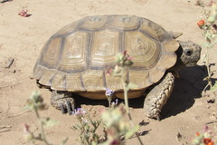Chelonoidis chilensis