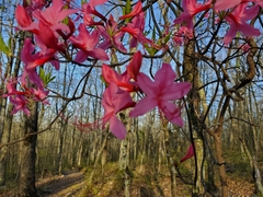 Rhododendron prinophyllum