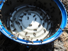 Liometopum apiculatum