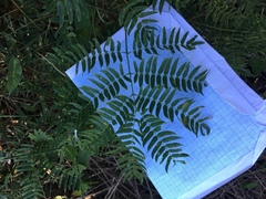 Albizia inundata