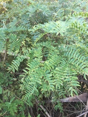 Albizia inundata