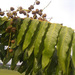 Lepisanthes amoena - Photo (c) 106611639464075912591, algunos derechos reservados (CC BY-NC-SA), subido por 106611639464075912591