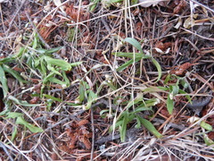 Moehringia macrophylla