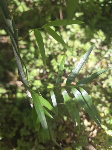 Climbing Lily