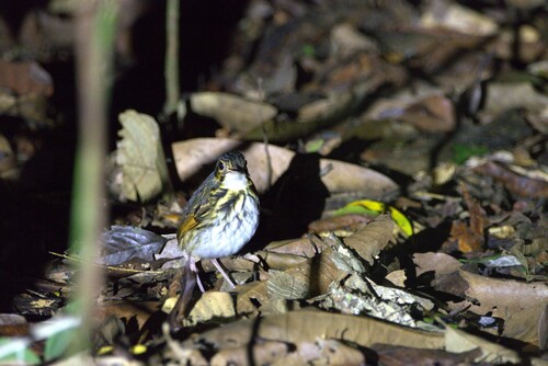 Streak-chested Antpitta (Hylopezus perspicillatus), photo 4
