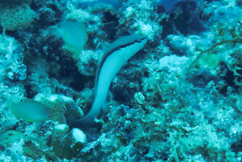 Pseudochromis perspicillatus observed 2026-05-13