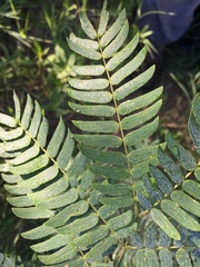 Albizia inundata