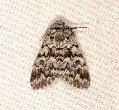 Black Zigzag Moth photo 3