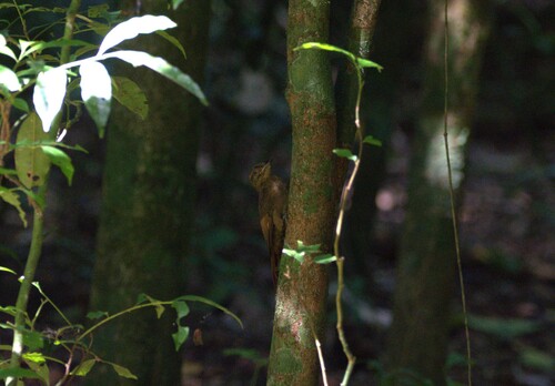 Tawny-winged Woodcreeper (Dendrocincla anabatina), photo 6