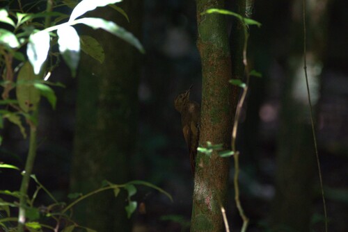Tawny-winged Woodcreeper (Dendrocincla anabatina), photo 7