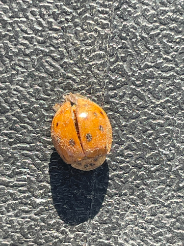 Asian Lady Beetle