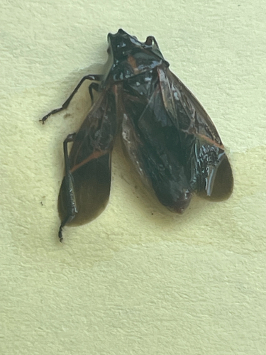 Western Boxelder Bug