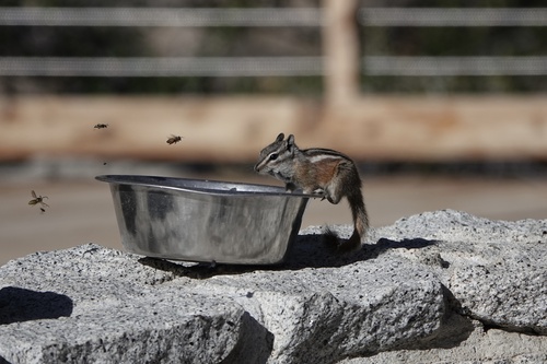 Panamint Chipmunk observed by jwahl
