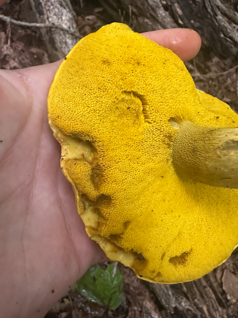 Ornate-stalked bolete · August 2026 · photo: Photo: no rights reserved · iNaturalist