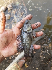 Dormitator latifrons