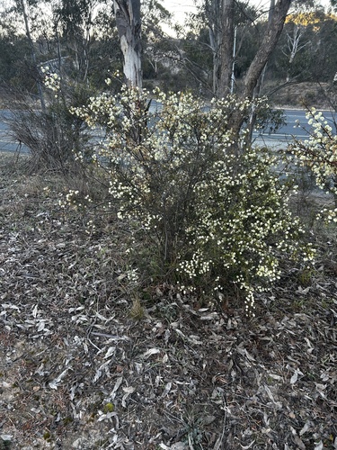 Acacia genistifolia, photograph 6