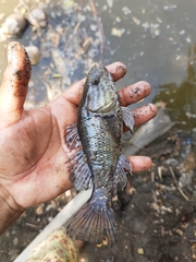 Dormitator latifrons