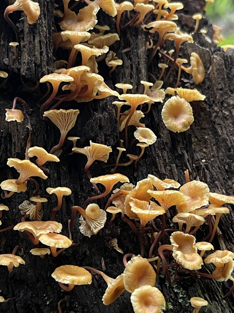 Cross-Veined Troop Mushroom — lead field view