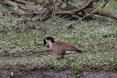 Branta canadensis