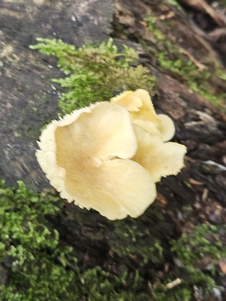 golden-gilled gerronema · August 2026 · photo: Photo: (c) willingarden, some rights reserved (CC BY) · iNaturalist