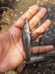 Gobiomorus maculatus