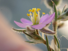 Spergularia bocconei