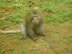 Macaca fascicularis condorensis
