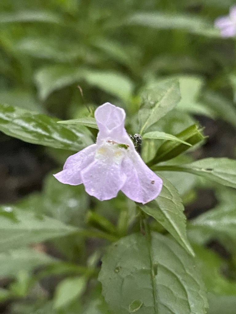 Sharpwing Monkeyflower — lead field view