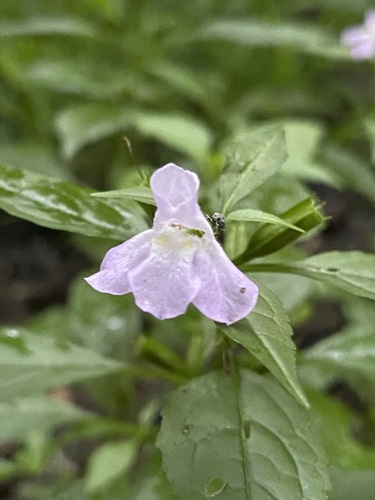 One soft lavender Sharpwing Monkeyflower with a white throat among rain-dark green leaves