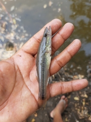 Gobiomorus maculatus