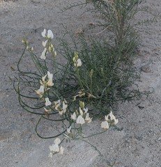 Astragalus pachypus