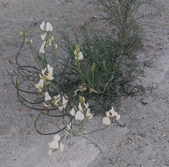 Astragalus pachypus