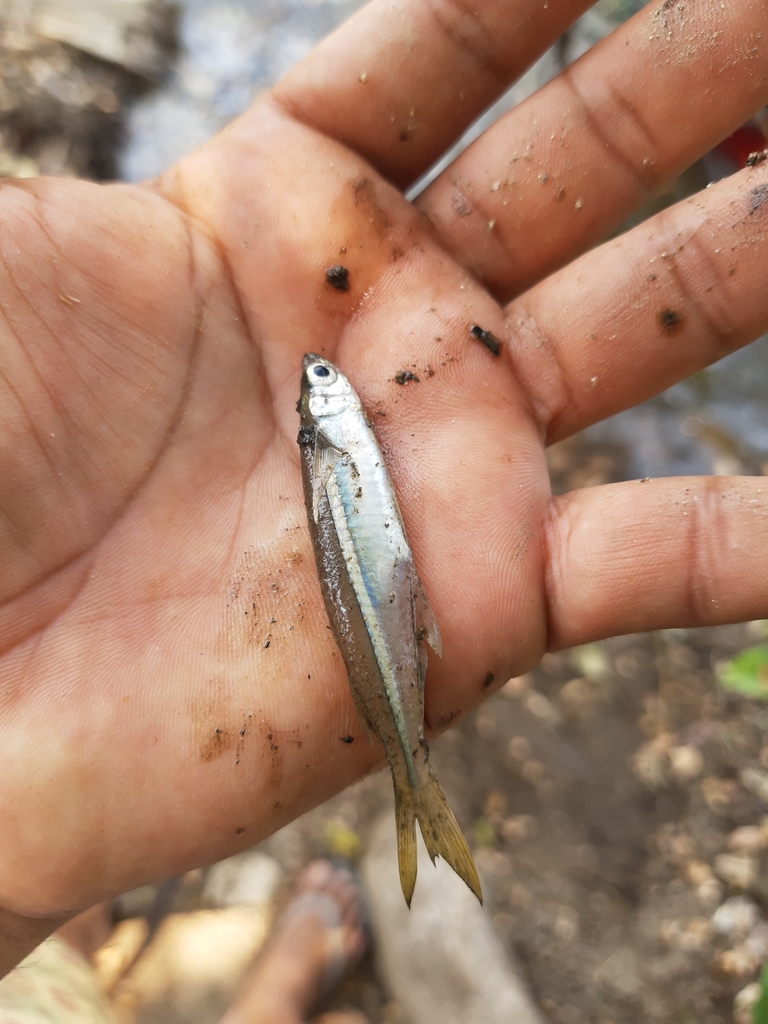 Rough silverside (Membras gilberti) — Atherinopsidae