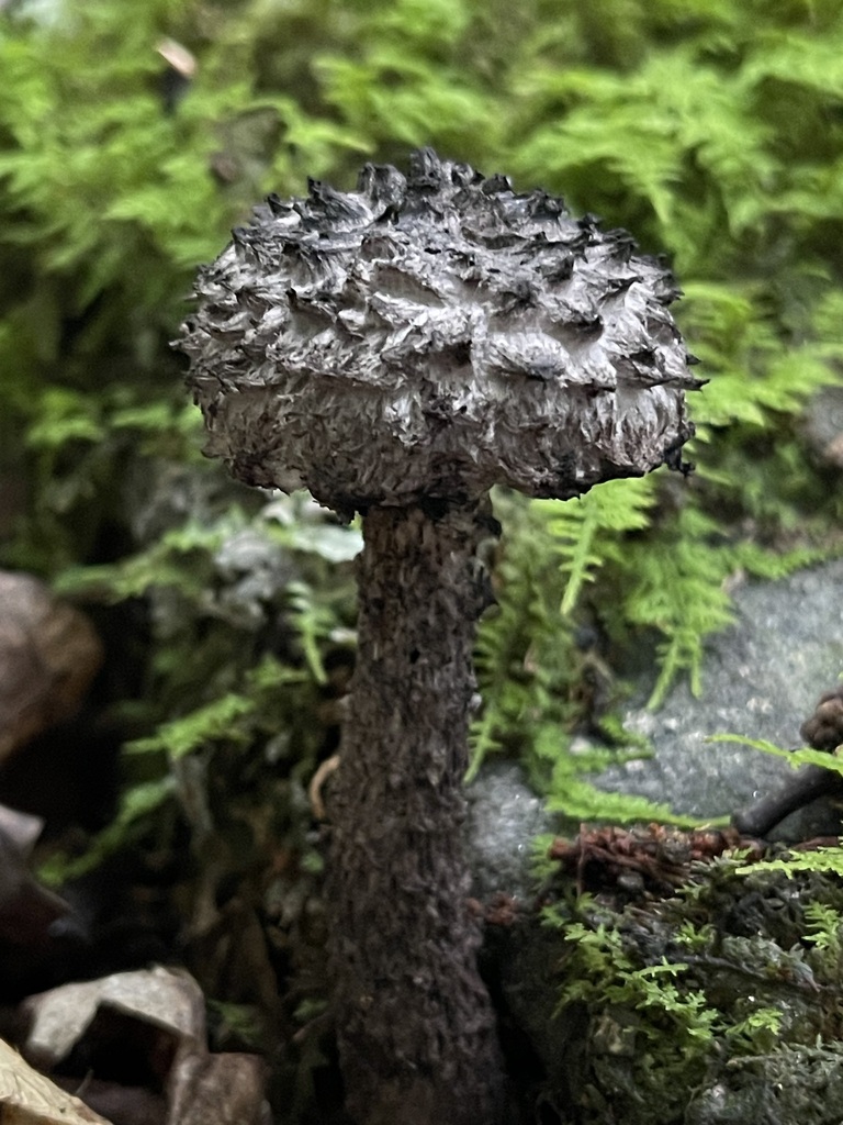 Old-Man-of-the-Woods — lead field view