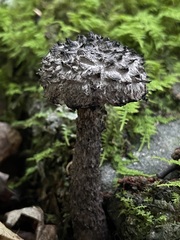 Old-Man-of-the-Woods charcoal mushroom photographed by Rachel Stepek