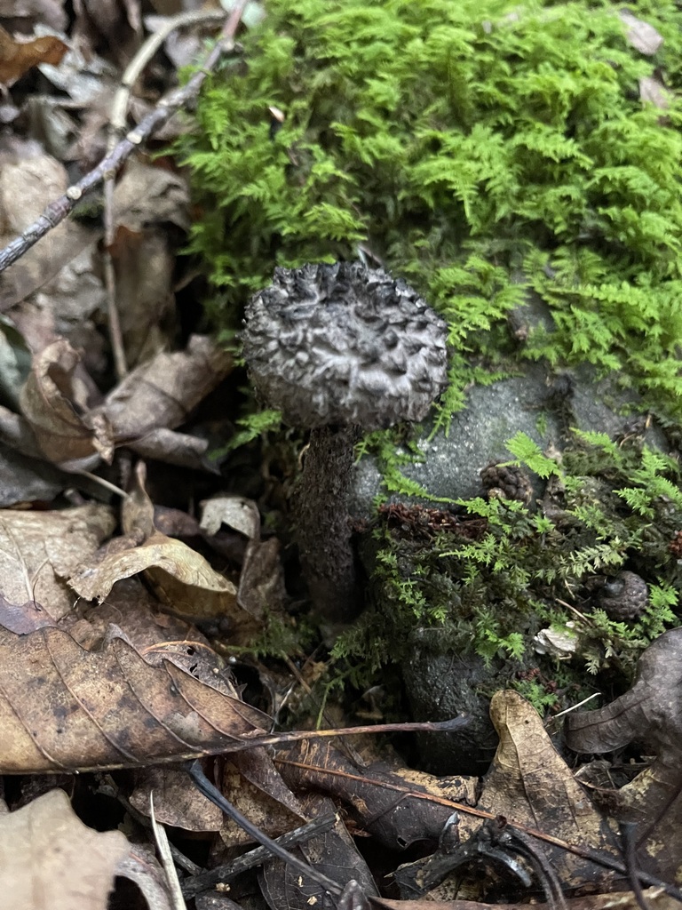 Old-Man-of-the-Woods — additional field view 1